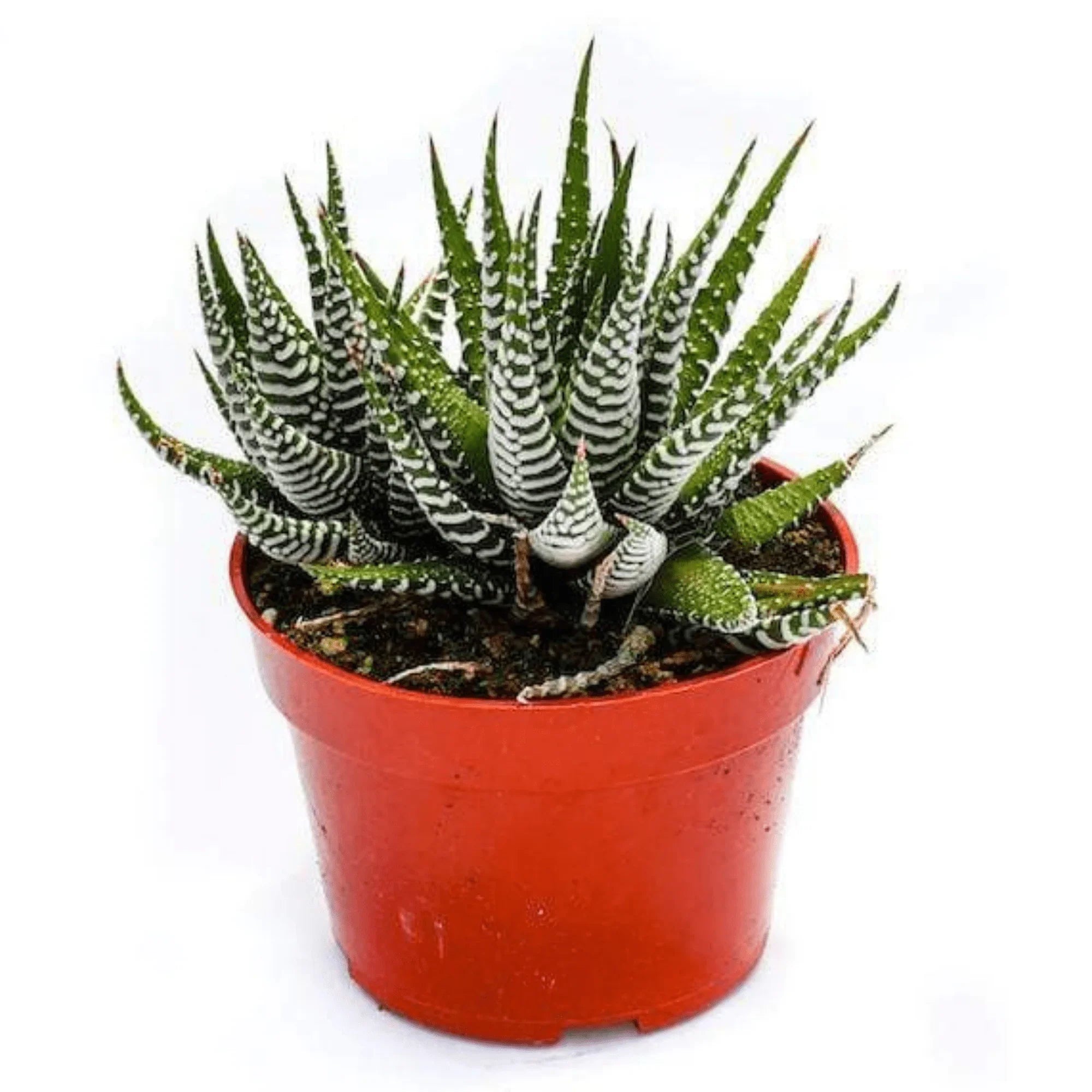 Haworthia Succulent