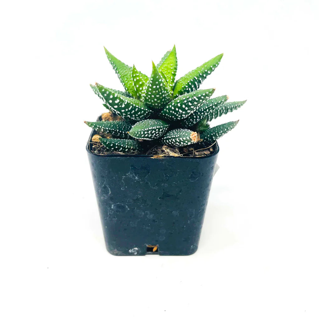 Aloe "Twilight Zone"