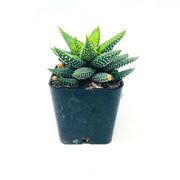 Aloe "Twilight Zone"