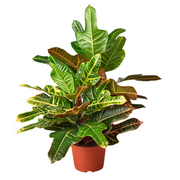 Oakleaf Croton