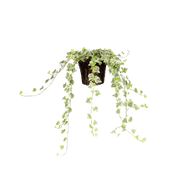 Hedera "White Wonder"