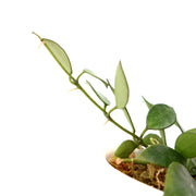 Hoya Lacunosa