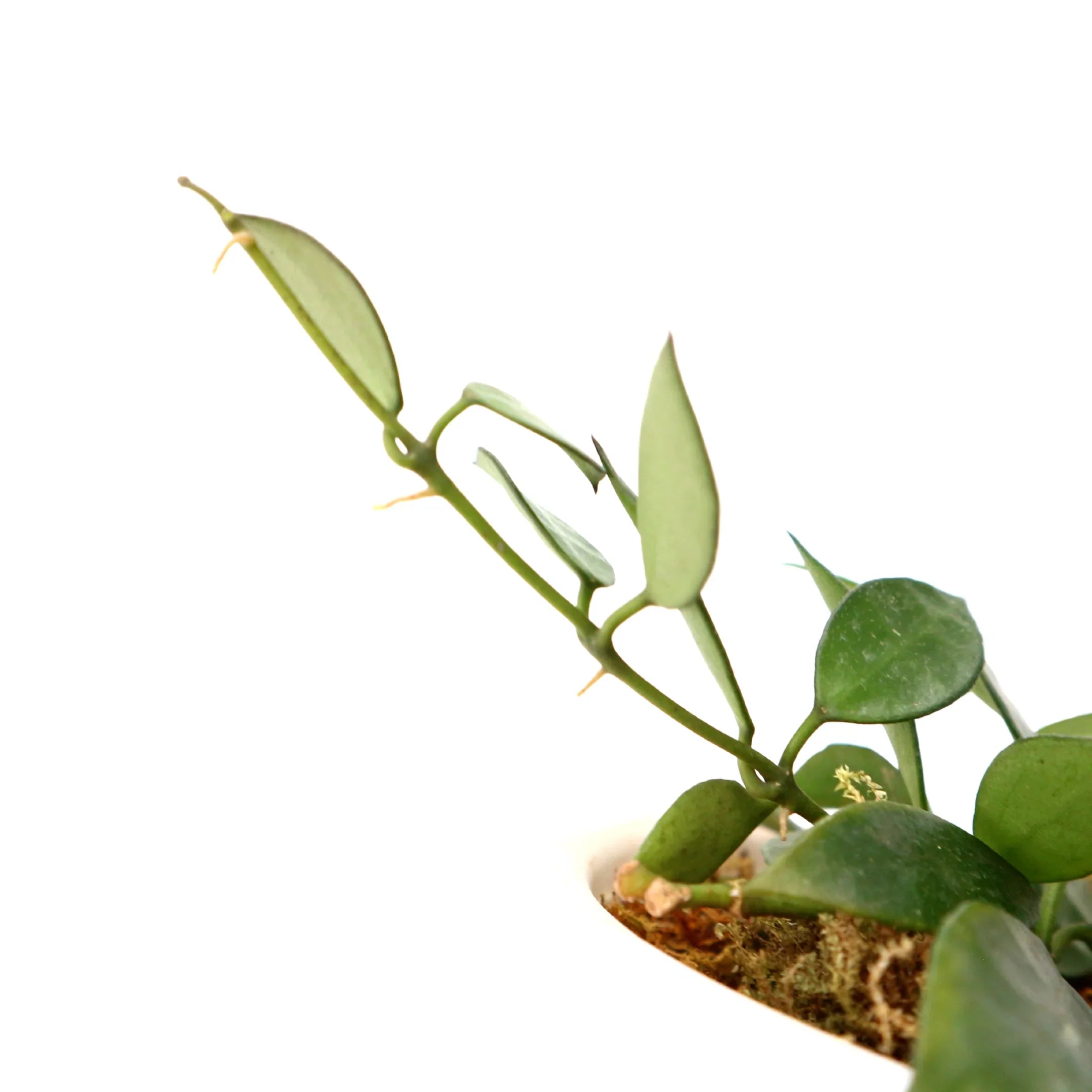 Hoya Lacunosa