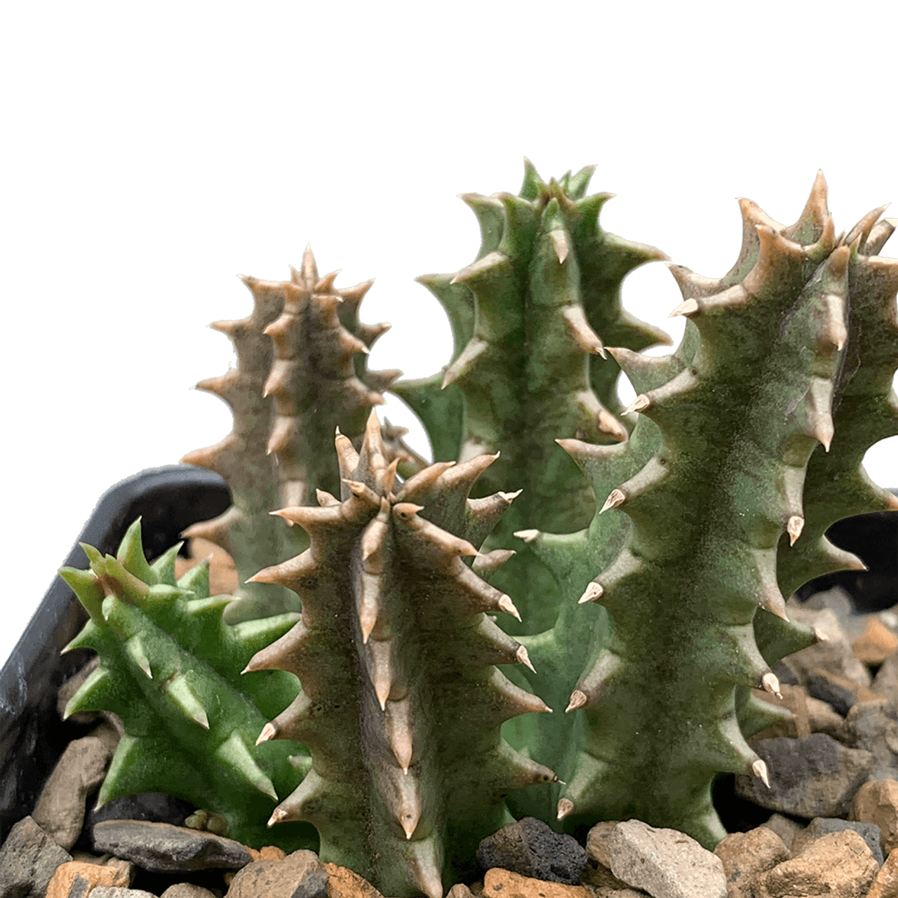 Life Saver Cactus