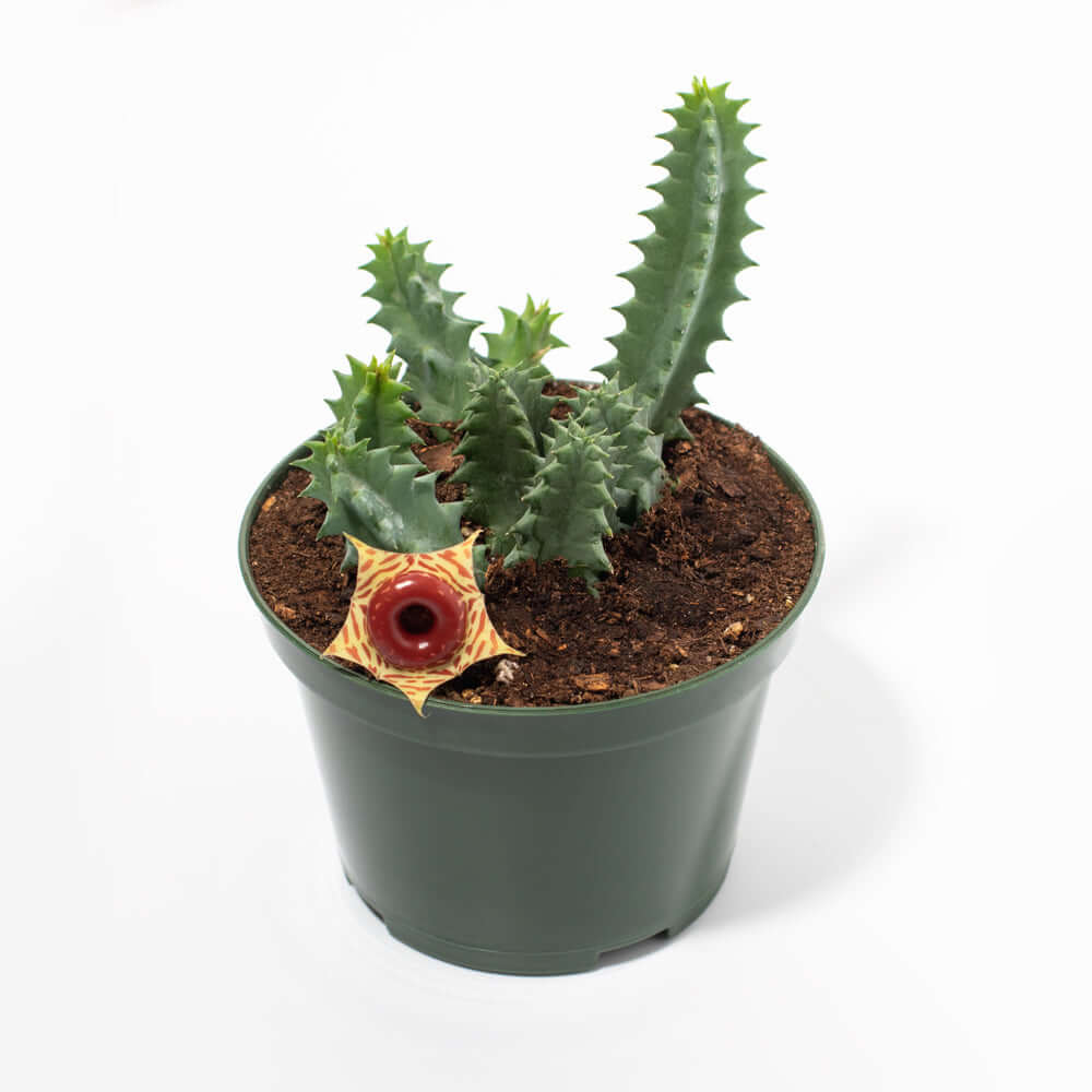 Life Saver Cactus