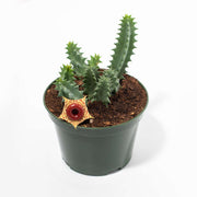 Life Saver Cactus