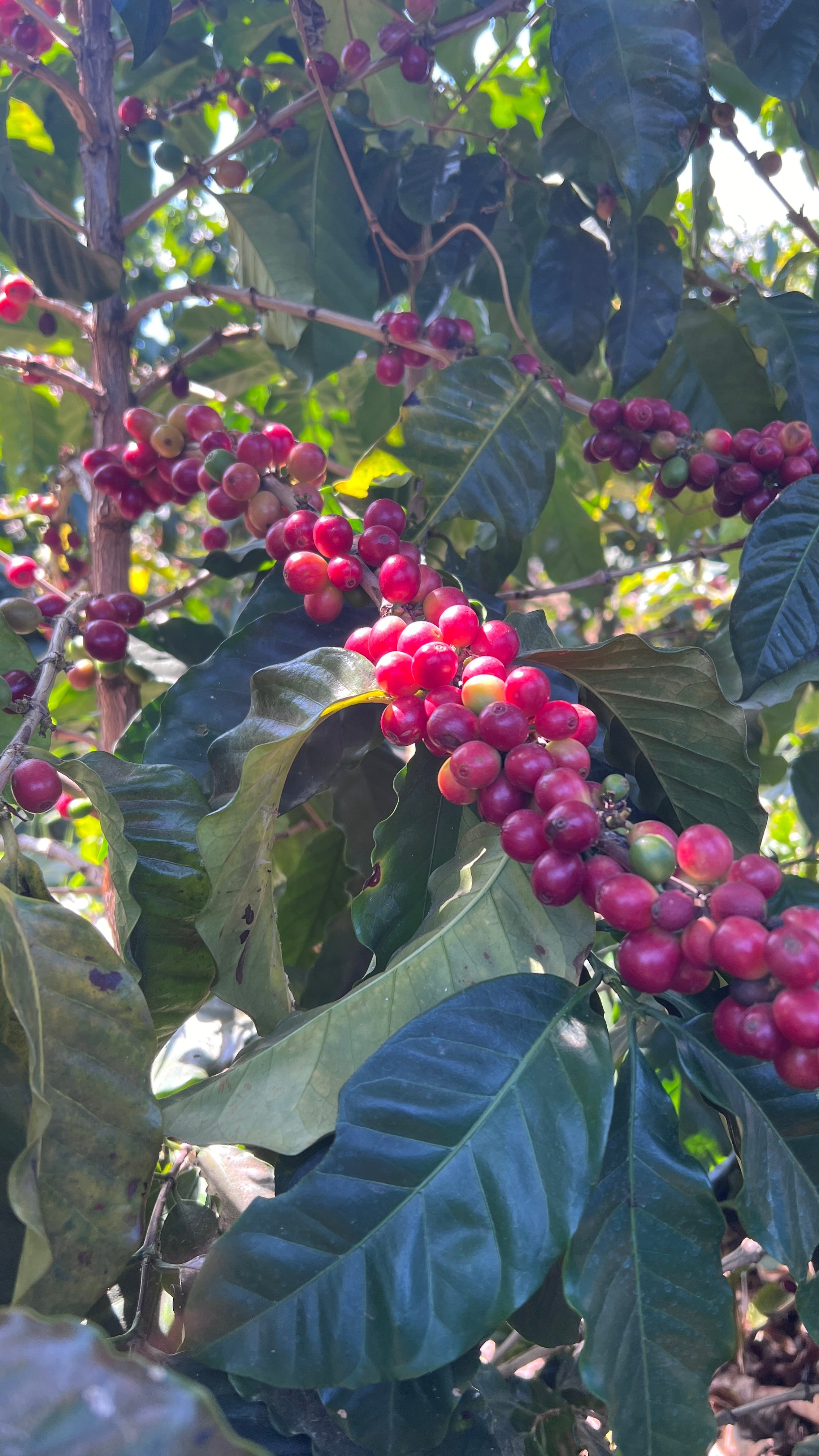 Guatemala Gualvador