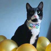 Sweet Pickles Cat Bow Tie: The Silver Lining