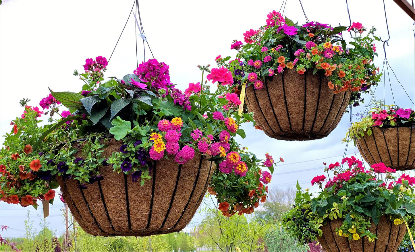 Combo Hanging Basket