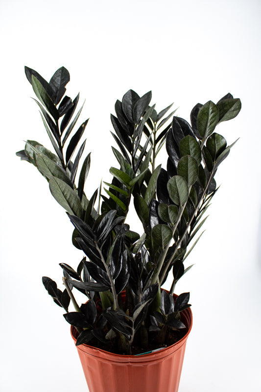 Black ZZ Plant (Zamioculcas zamiifolia)