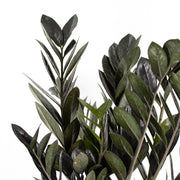 Black ZZ Plant (Zamioculcas zamiifolia)