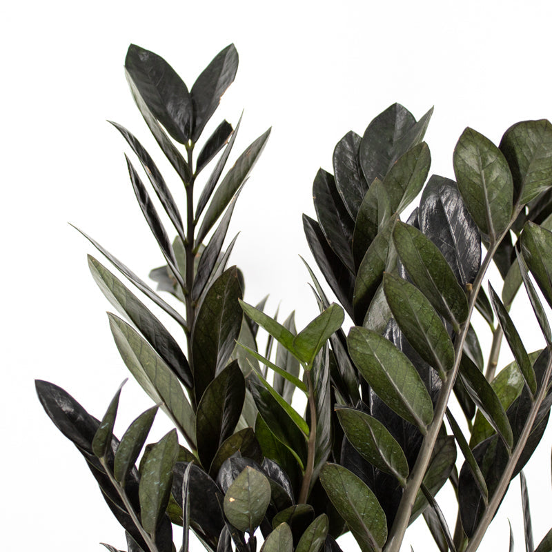 Black ZZ Plant (Zamioculcas zamiifolia)