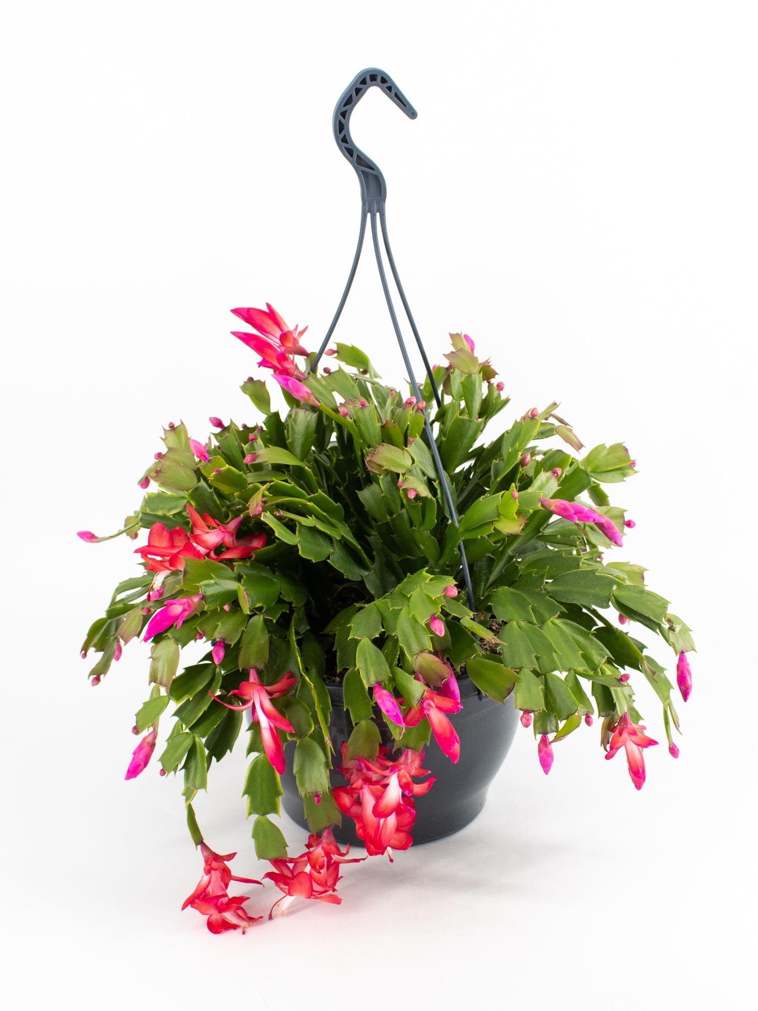 Christmas Cactus