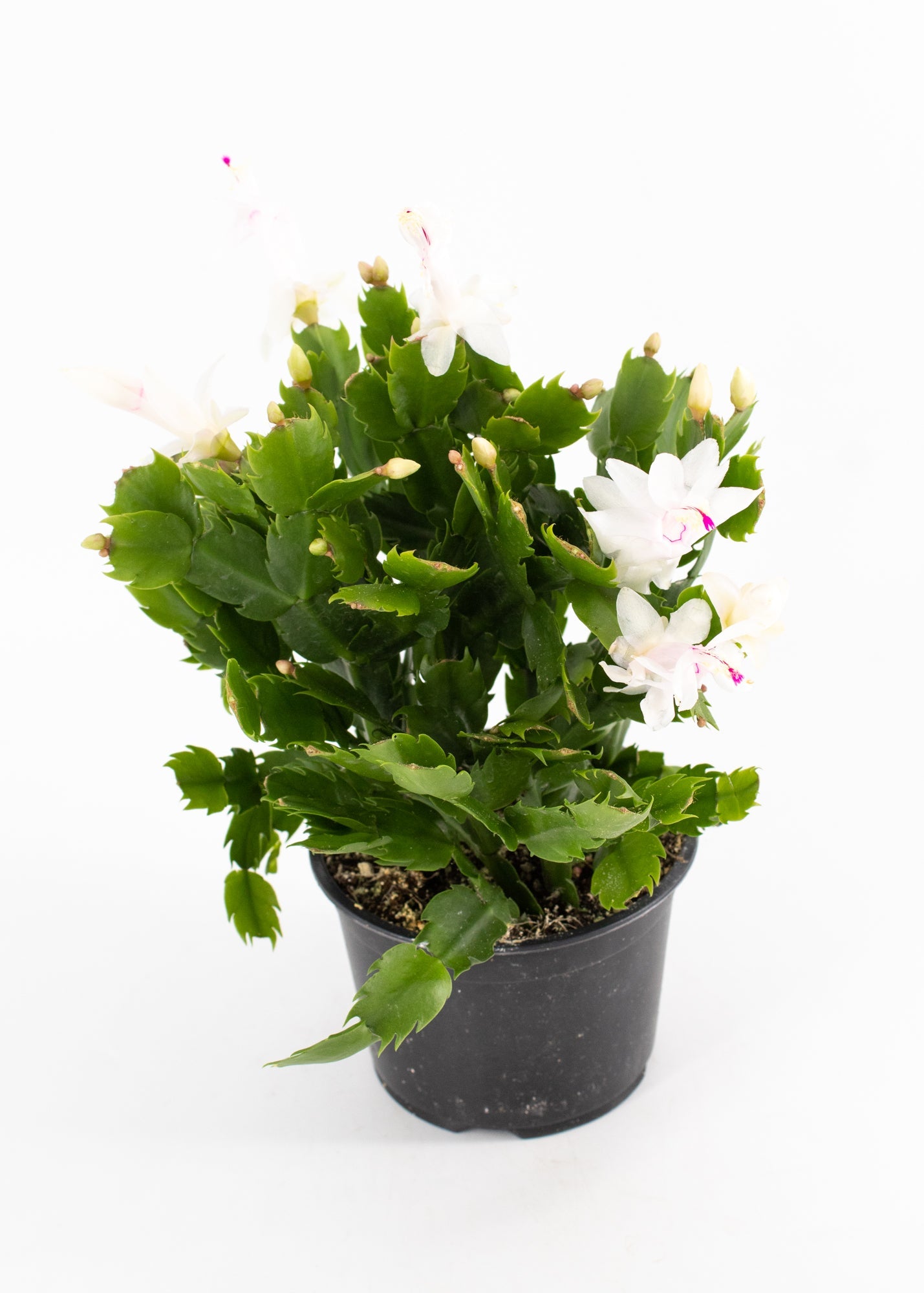 Christmas Cactus