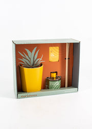 SALE! Find Balance: Grounding Aloe Growing Kit