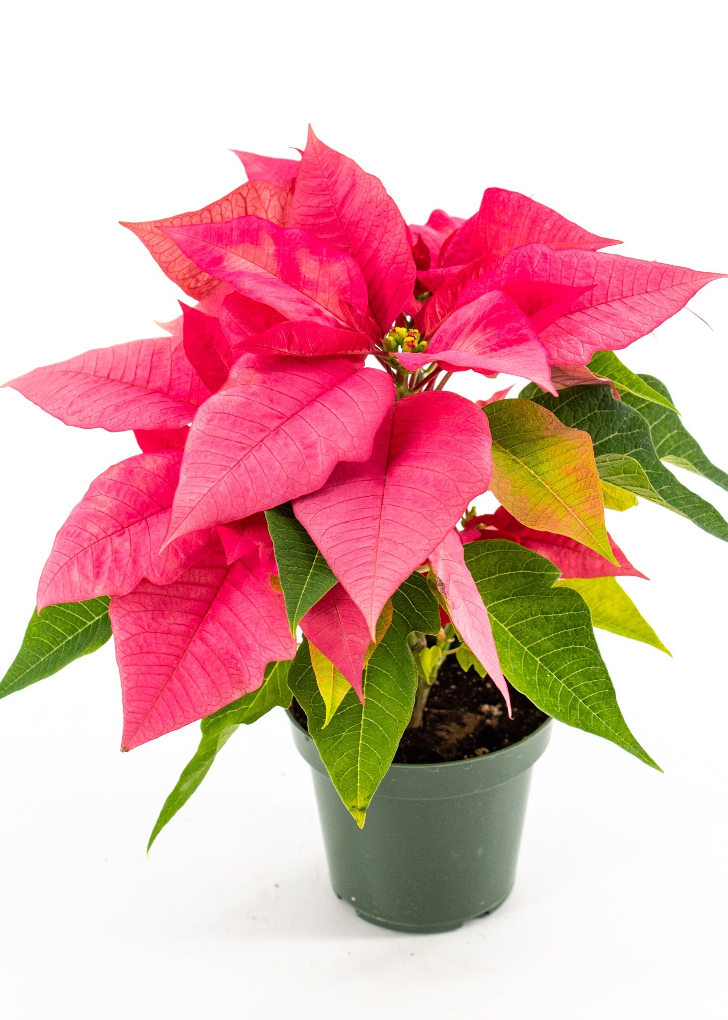 Poinsettia