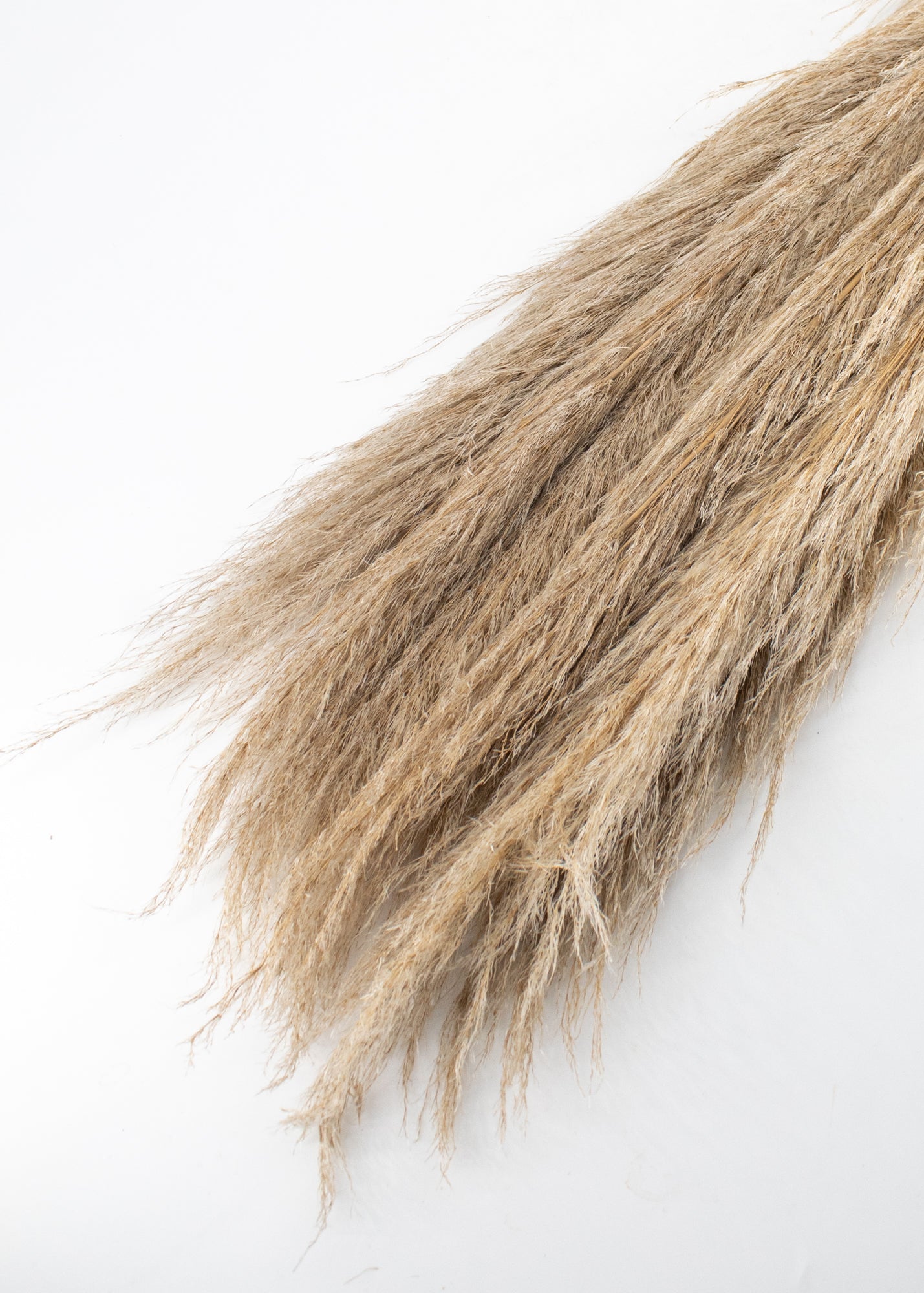 Tall Natural Pampas Grass