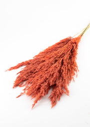 Coral Pampas Grass