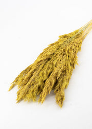 Gold Pampas Grass