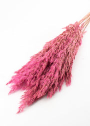 Pink Pampas Grass