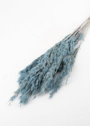 Blue Pampas Grass