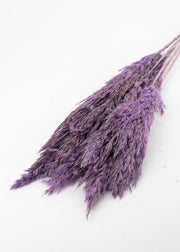 Purple Pampas Grass
