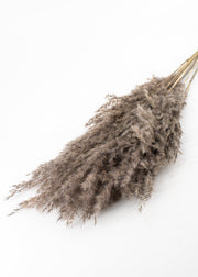 Gray Pampas Grass