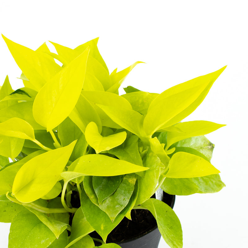 Pothos "Neon" (Epipremnum aureum)