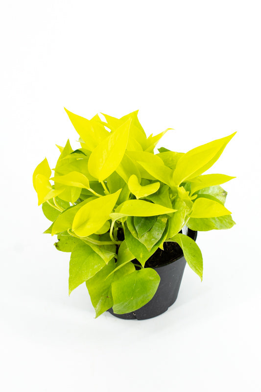 Pothos "Neon" (Epipremnum aureum)