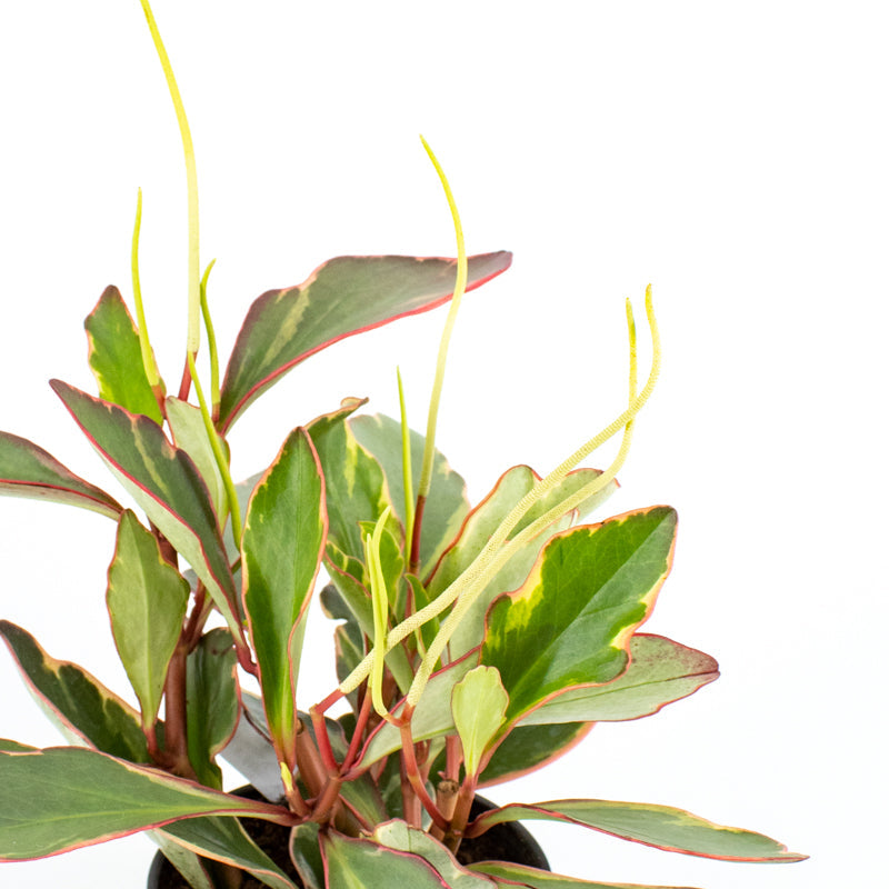 Tricolor Baby Rubber Plant (Peperomia obtusifolia)