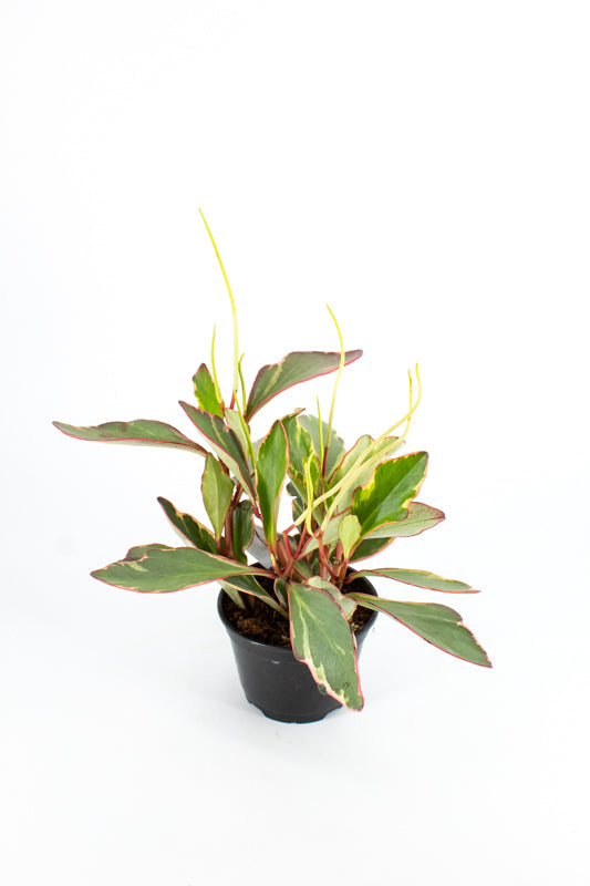 Tricolor Baby Rubber Plant (Peperomia obtusifolia)