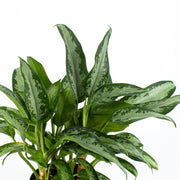 Chinese Evergreen "Emerald" (Aglaonema)