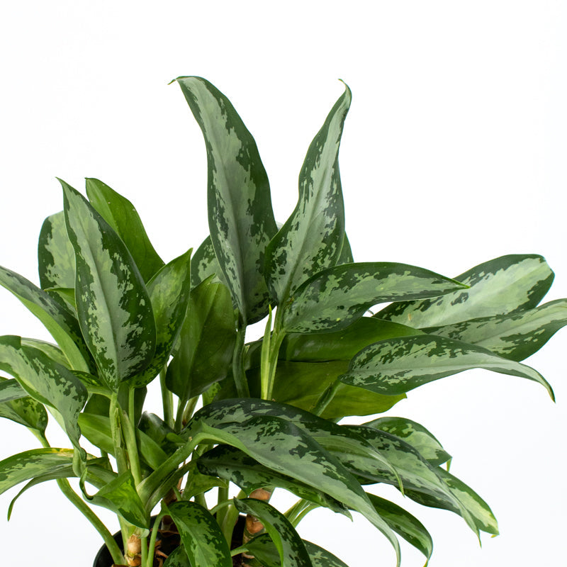 Chinese Evergreen "Emerald" (Aglaonema)