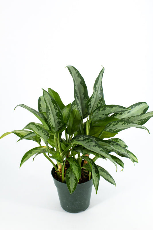 Chinese Evergreen "Emerald" (Aglaonema)