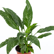 Variegated Peace Lily 'Domino' (Spathiphyllum)