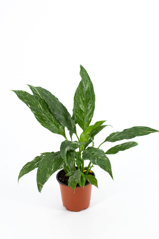Variegated Peace Lily 'Domino' (Spathiphyllum)