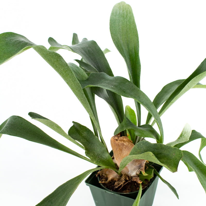 Staghorn Fern (Platycerium)