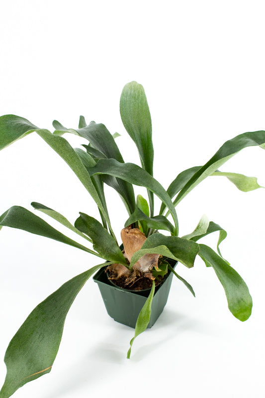 Staghorn Fern (Platycerium)