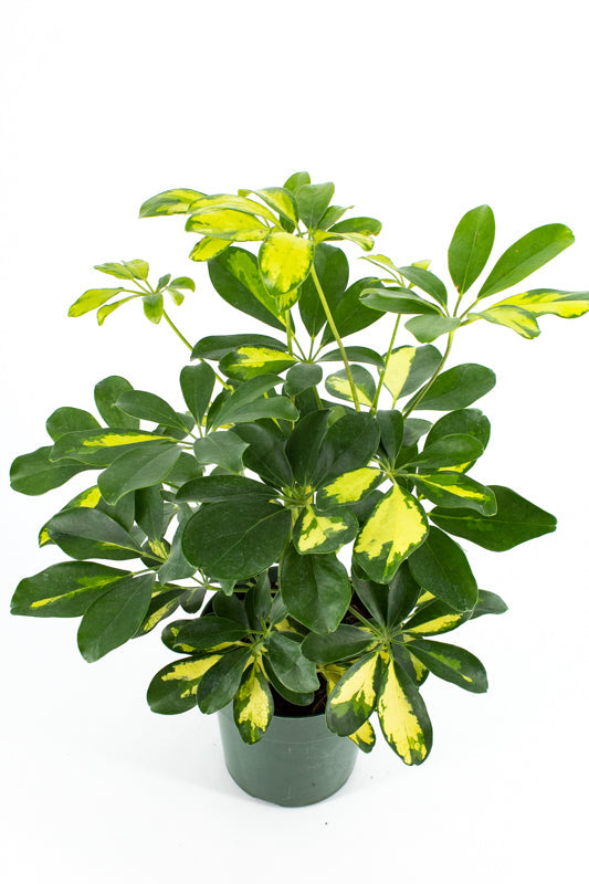 Umbrella Tree (Schefflera arboricola)