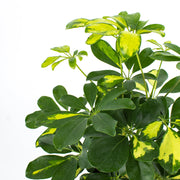 Umbrella Tree (Schefflera arboricola)