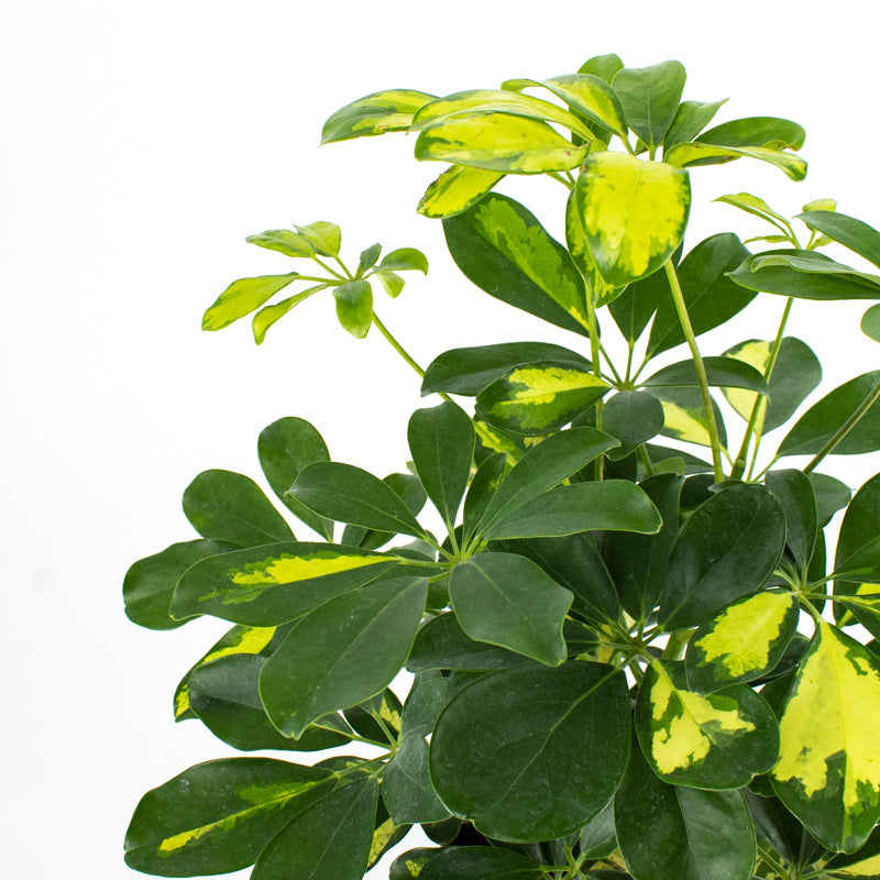 Umbrella Tree (Schefflera arboricola)