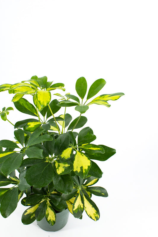 Umbrella Tree (Schefflera arboricola)