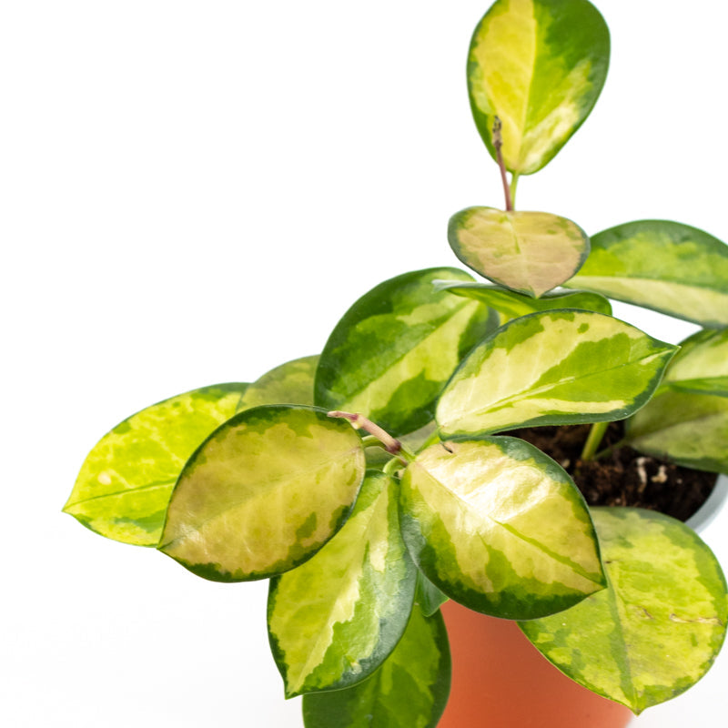 Hoya Australis lisa