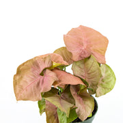 Arrowhead Vine, Pink (Syngonium 'Neon Robusta')