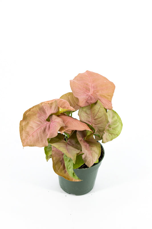 Arrowhead Vine, Pink (Syngonium 'Neon Robusta')