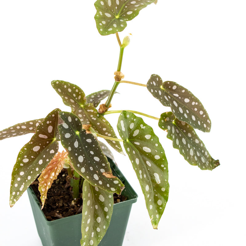 Polka Dot Begonia (Begonia maculata) 'Double Dot'