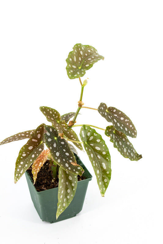 Polka Dot Begonia (Begonia maculata) 'Double Dot'