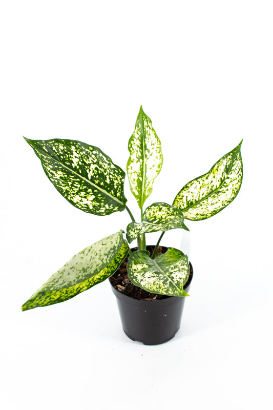 Chinese Evergreen "Spring Snow" (Aglaonema costatum)
