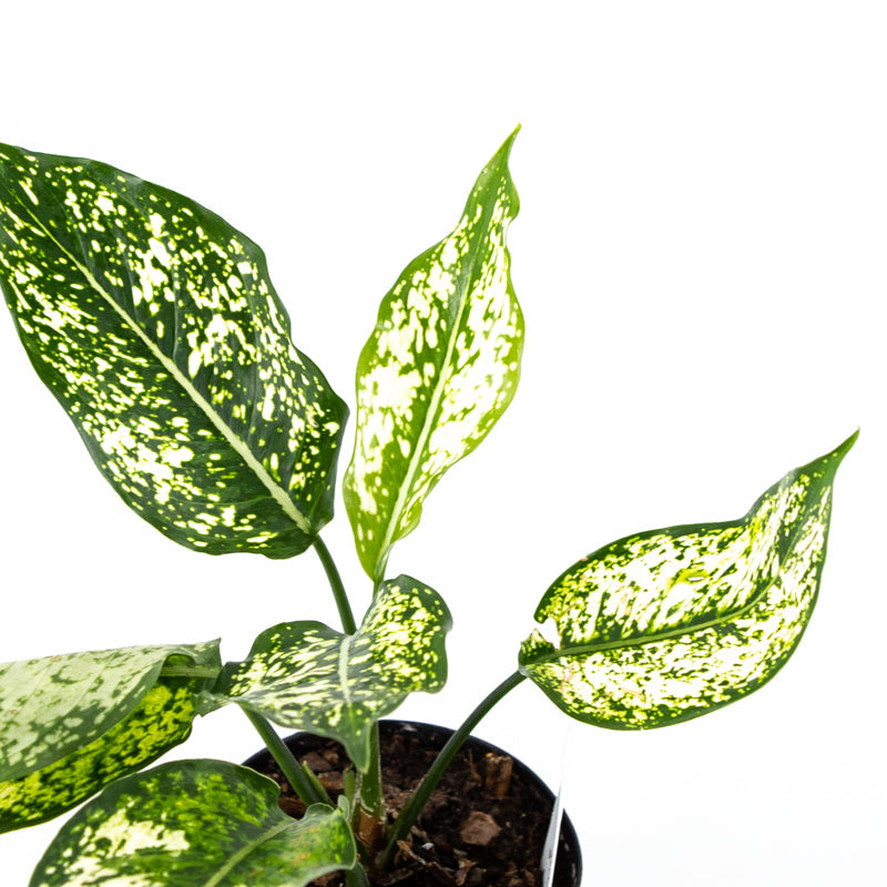 Chinese Evergreen "Spring Snow" (Aglaonema costatum)