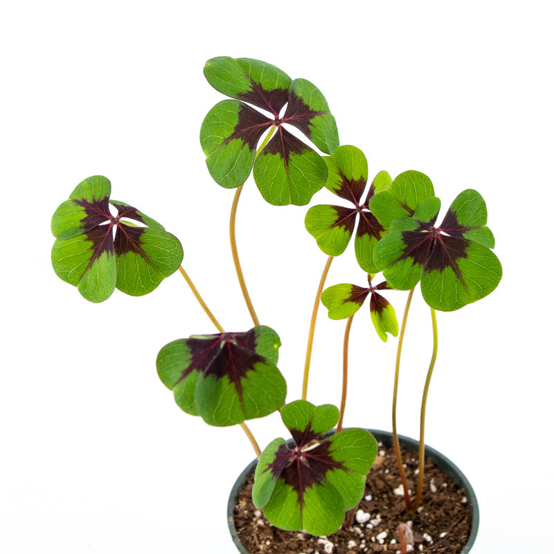Shamrock Plant (Oxalis)
